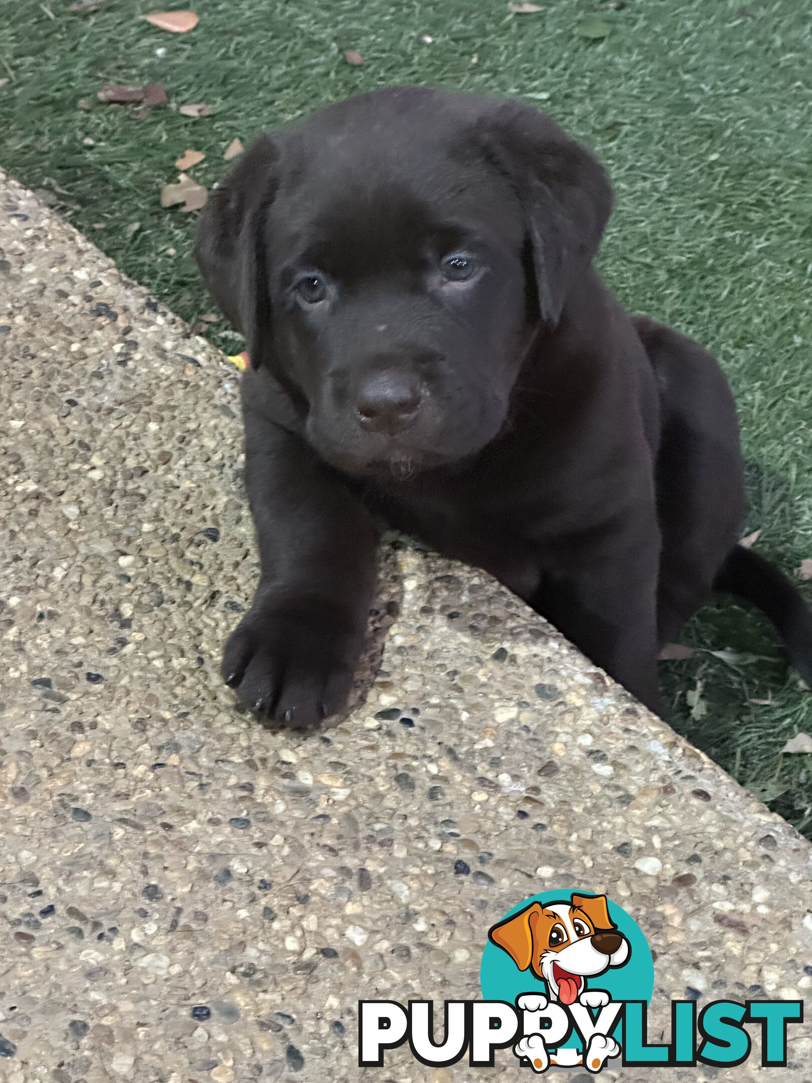 Beautiful Purebred labradors for sale