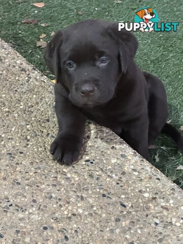 Beautiful Purebred labradors for sale