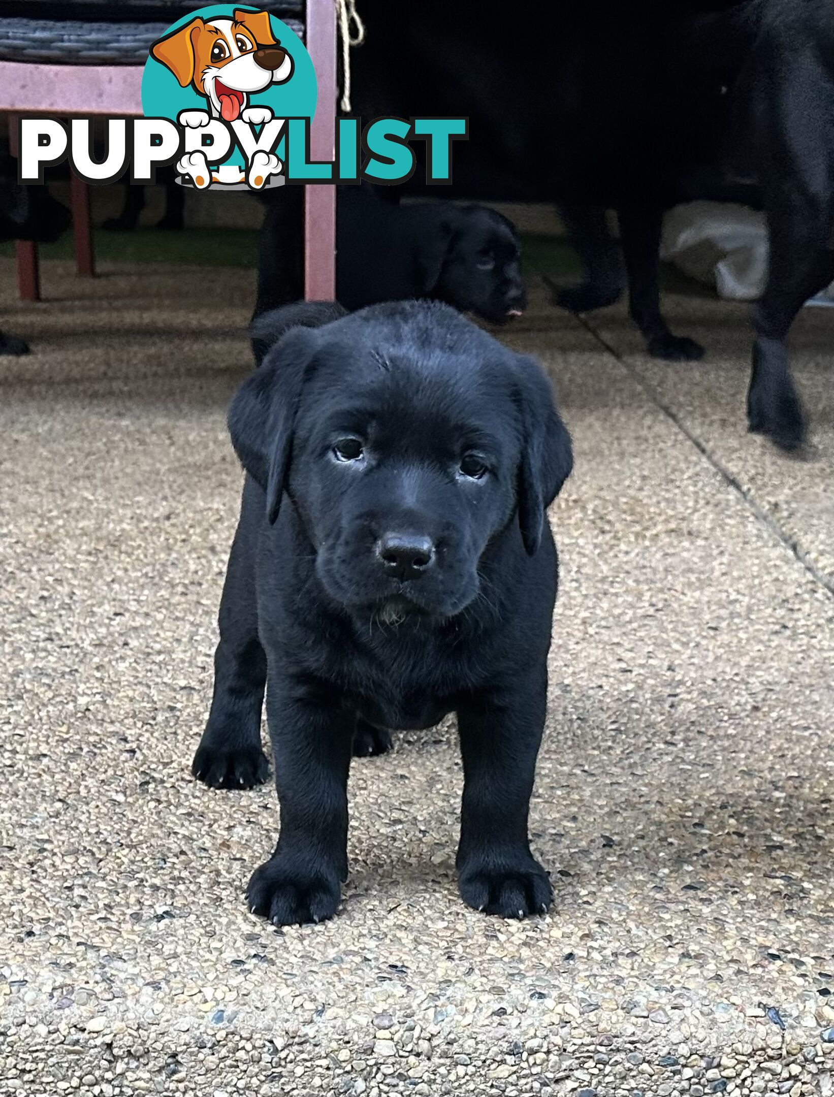 Beautiful Purebred labradors for sale