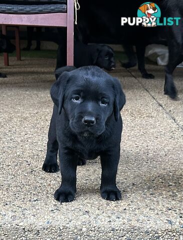 Beautiful Purebred labradors for sale