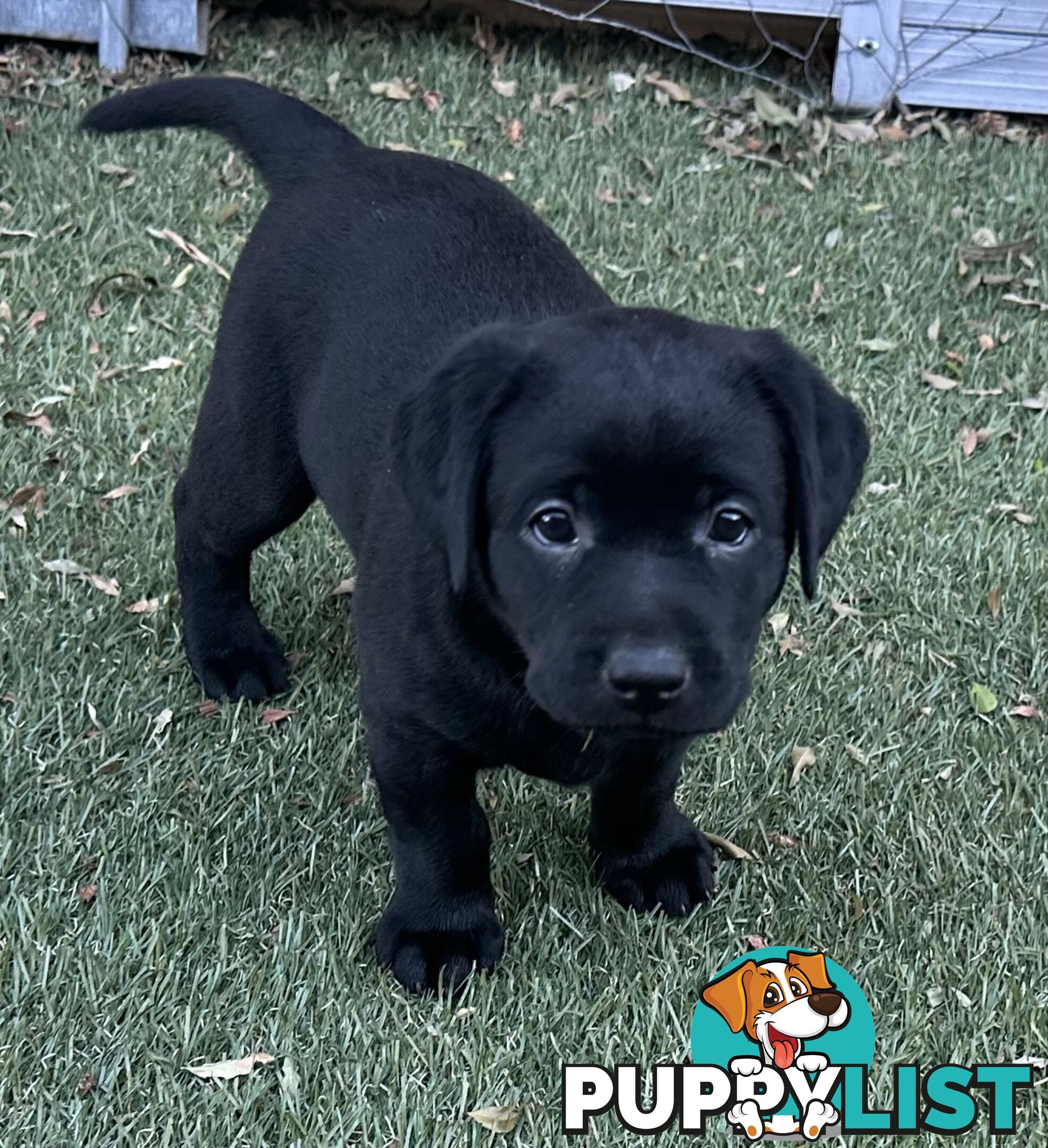 Beautiful Purebred labradors for sale