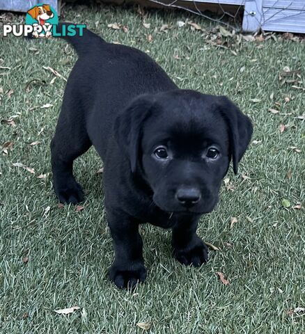 Beautiful Purebred labradors for sale