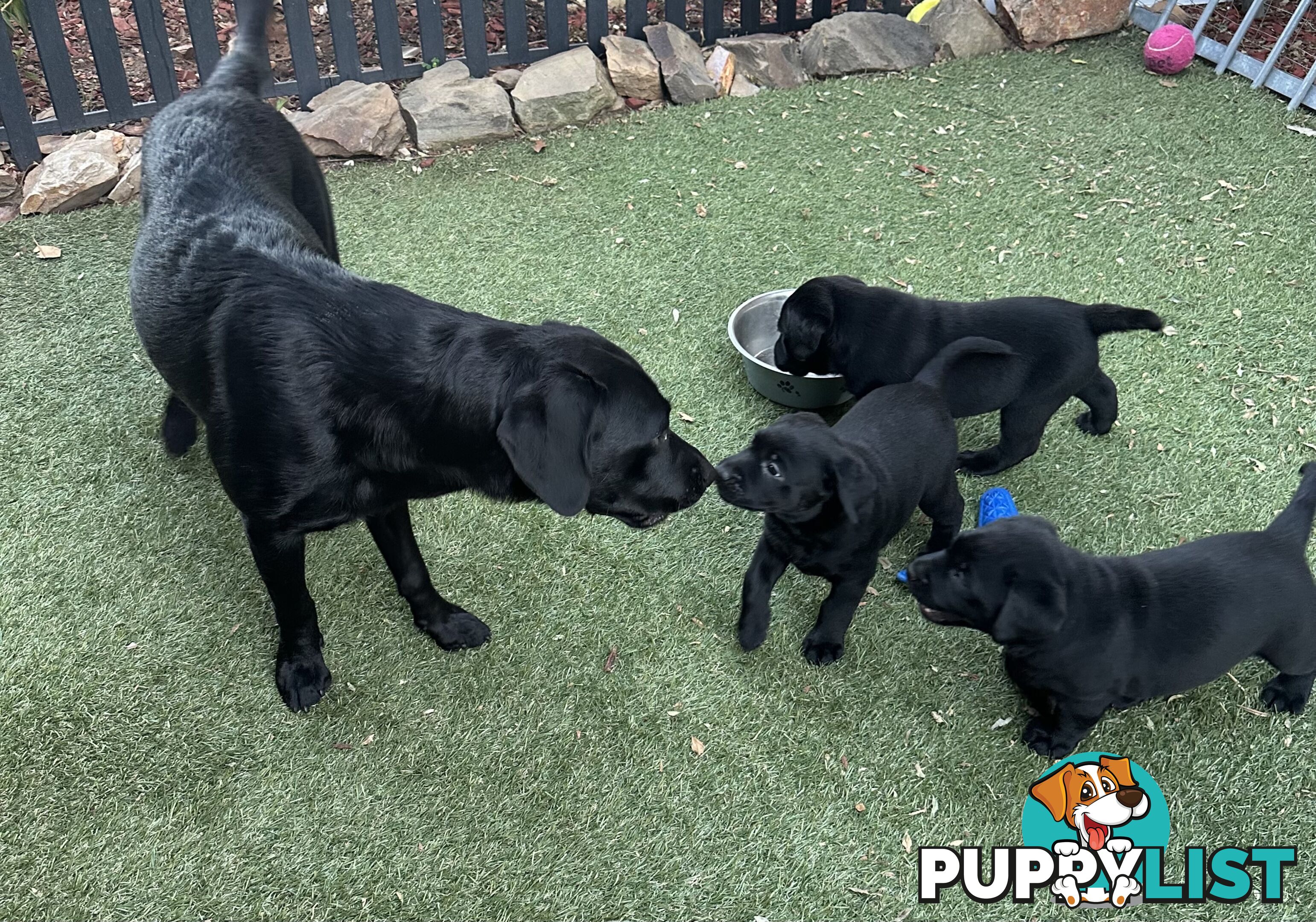 Beautiful Purebred labradors for sale