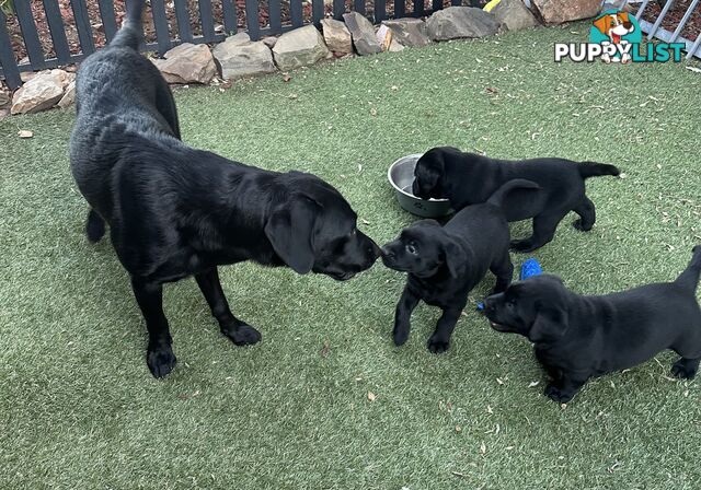 Beautiful Purebred labradors for sale