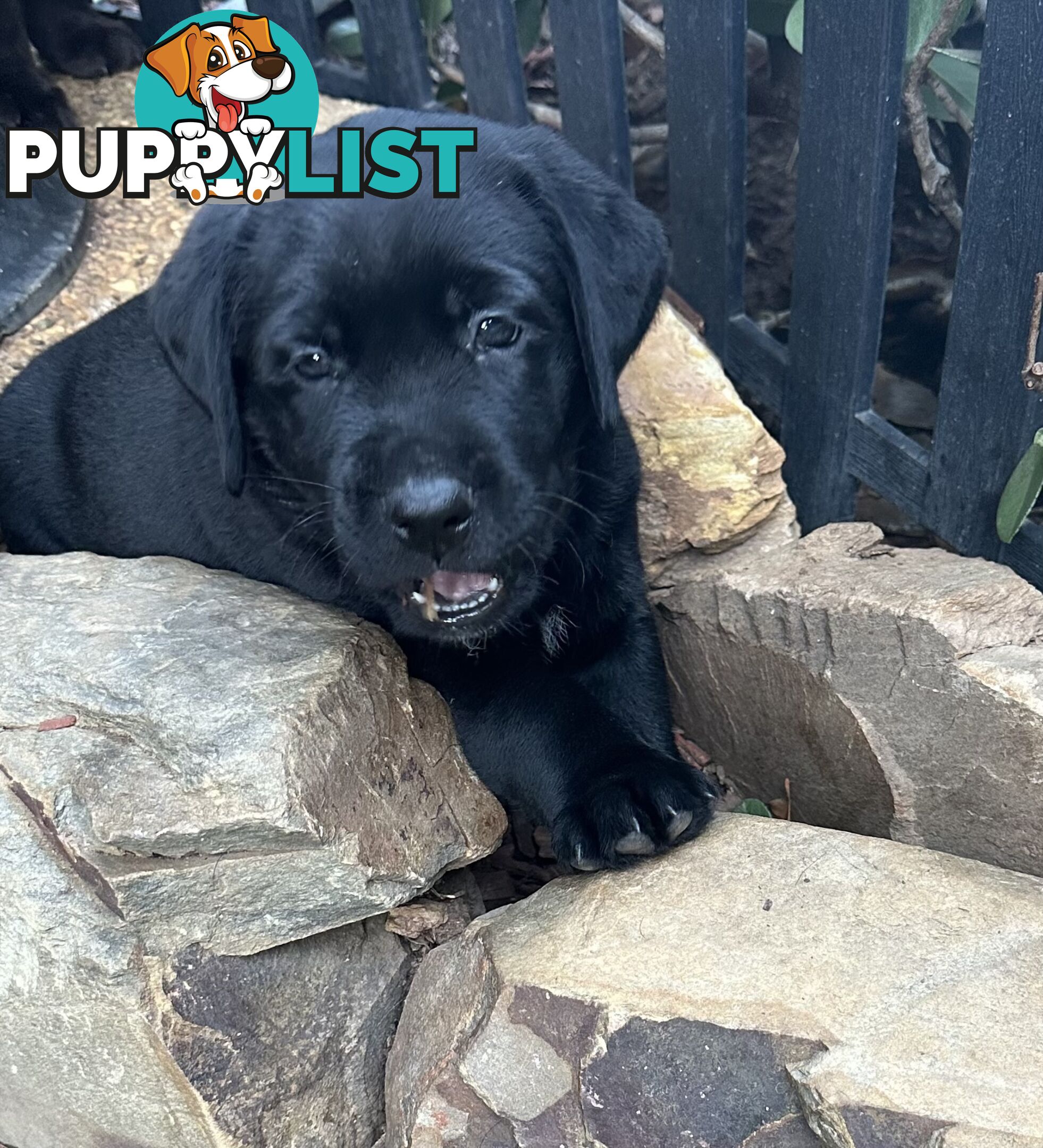 Beautiful Purebred labradors for sale