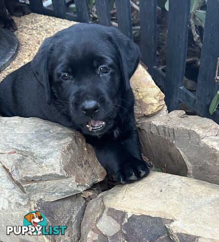 Beautiful Purebred labradors for sale