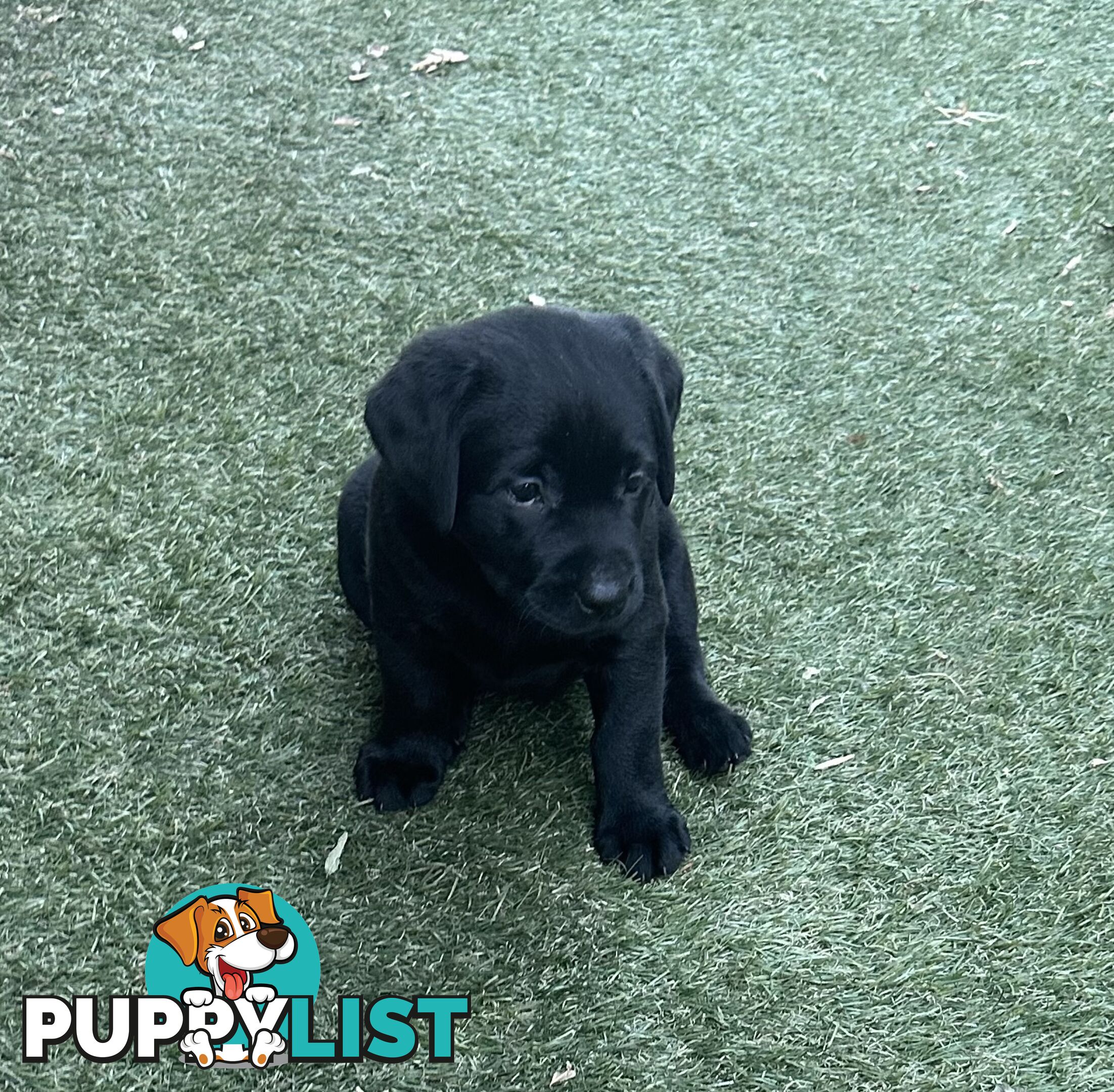 Beautiful Purebred labradors for sale