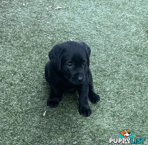 Beautiful Purebred labradors for sale