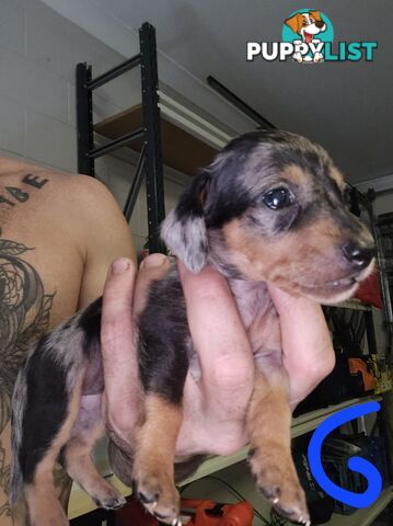 Miniture dachshunds looking for their forever homes