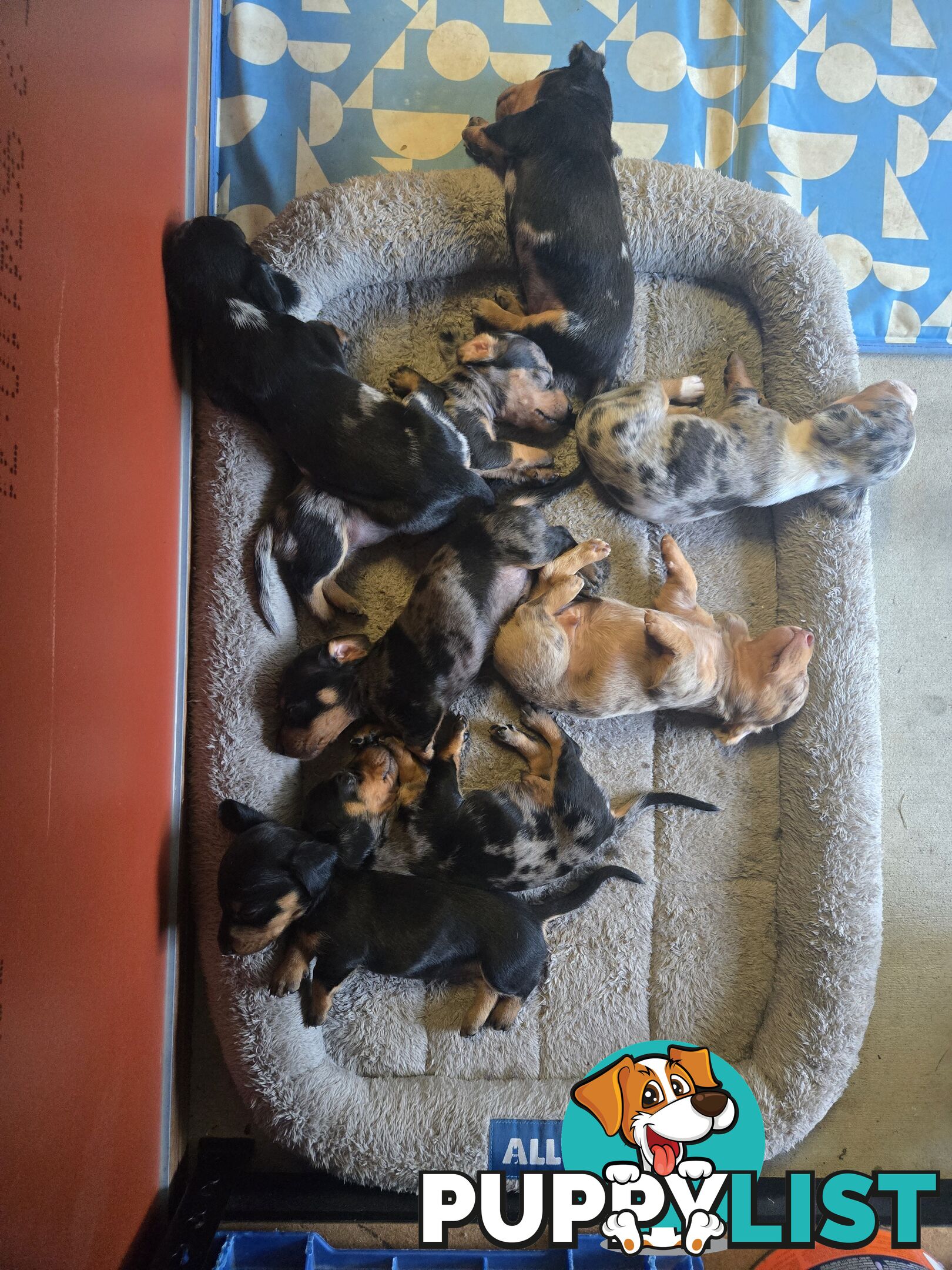 Miniture dachshunds looking for their forever homes