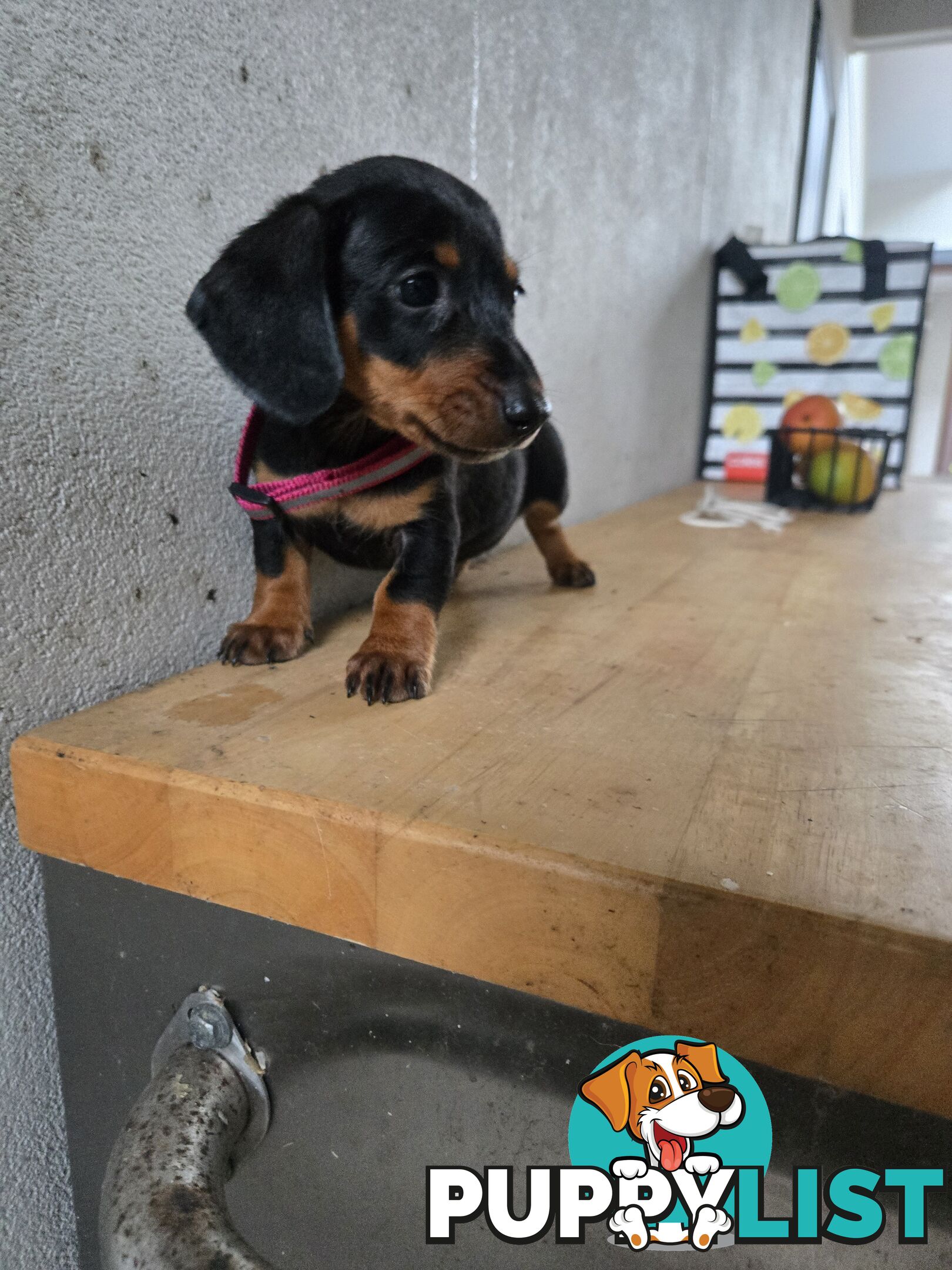 Miniture dachshunds looking for their forever homes