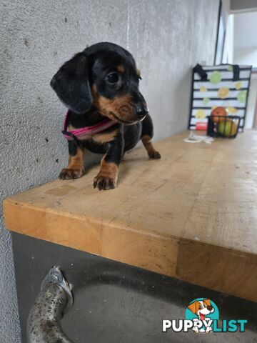 Miniture dachshunds looking for their forever homes