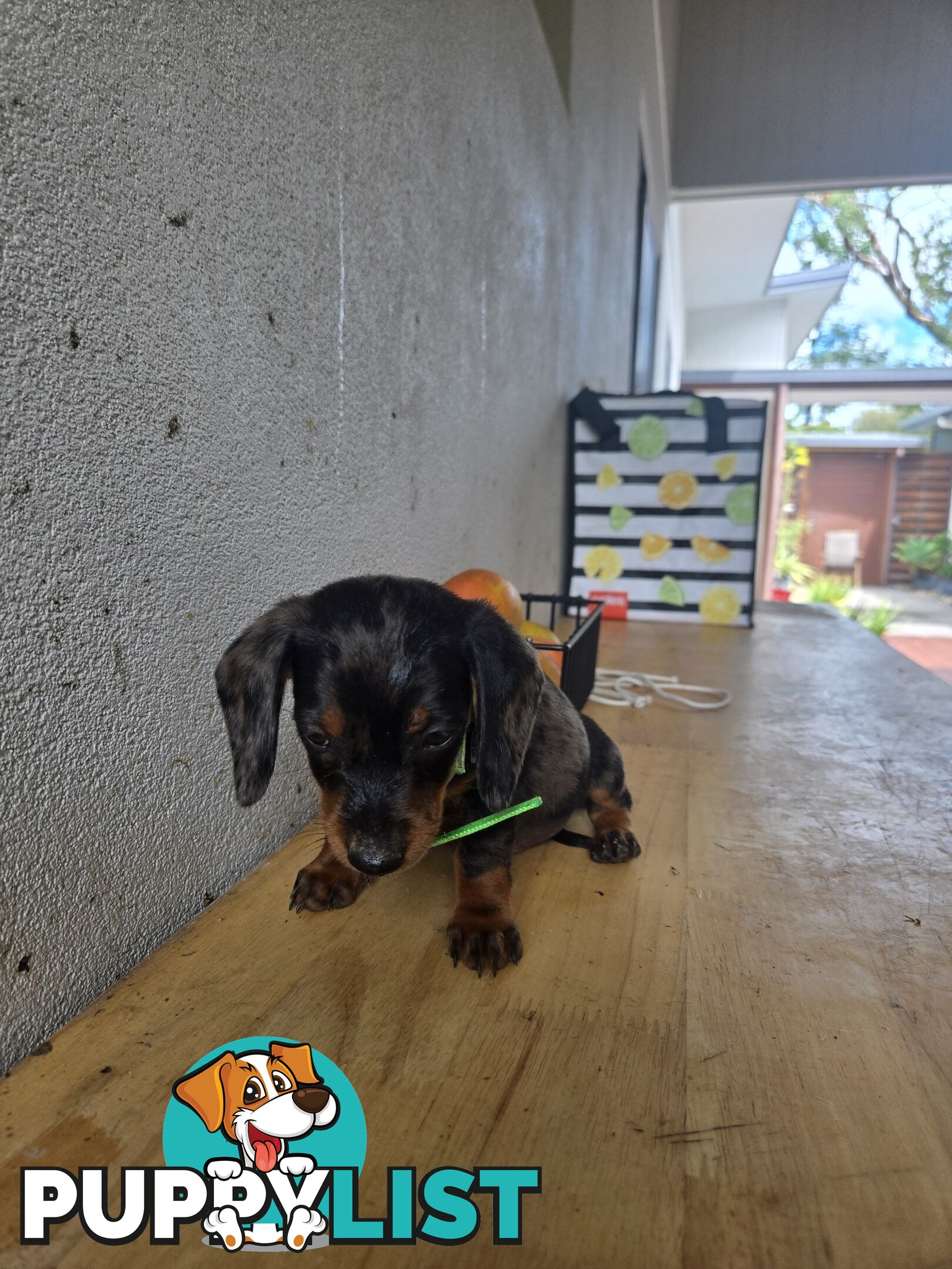 Miniture dachshunds looking for their forever homes