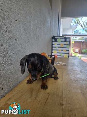Miniture dachshunds looking for their forever homes