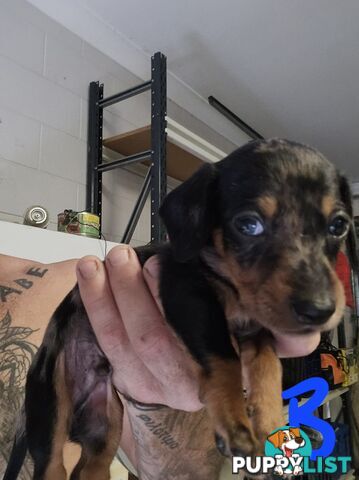 Miniture dachshunds looking for their forever homes