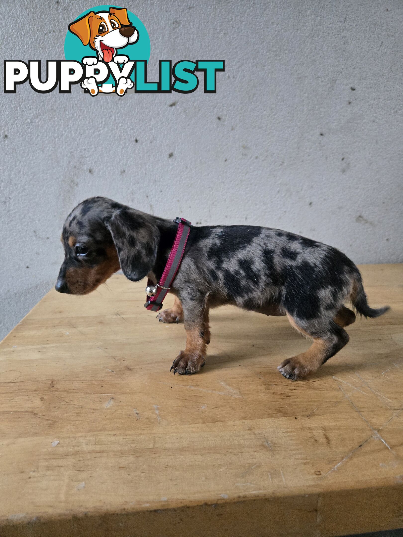 Miniture dachshunds looking for their forever homes