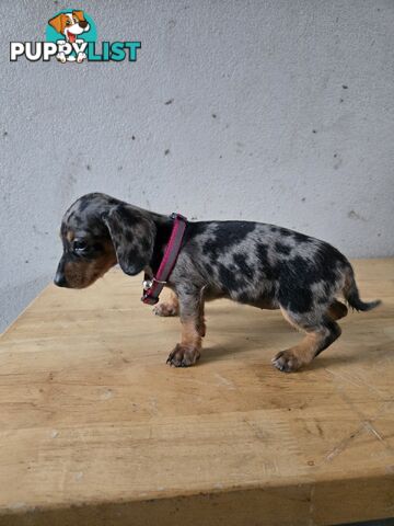 Miniture dachshunds looking for their forever homes