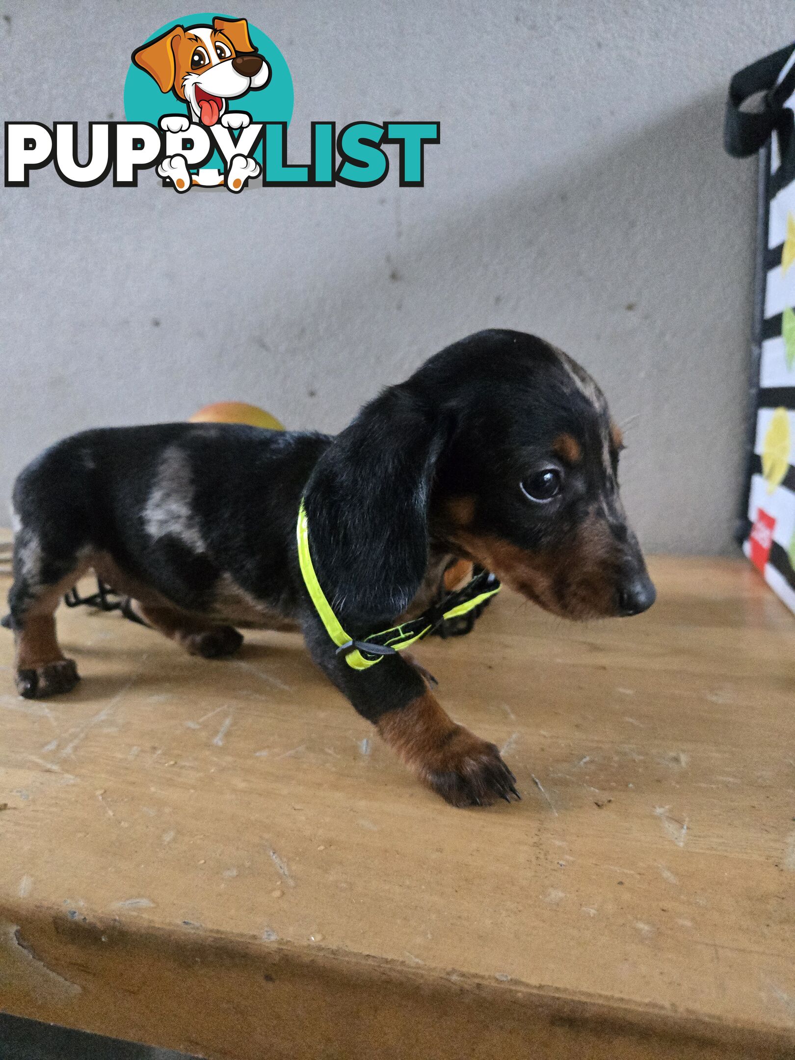 Miniture dachshunds looking for their forever homes