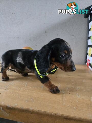 Miniture dachshunds looking for their forever homes