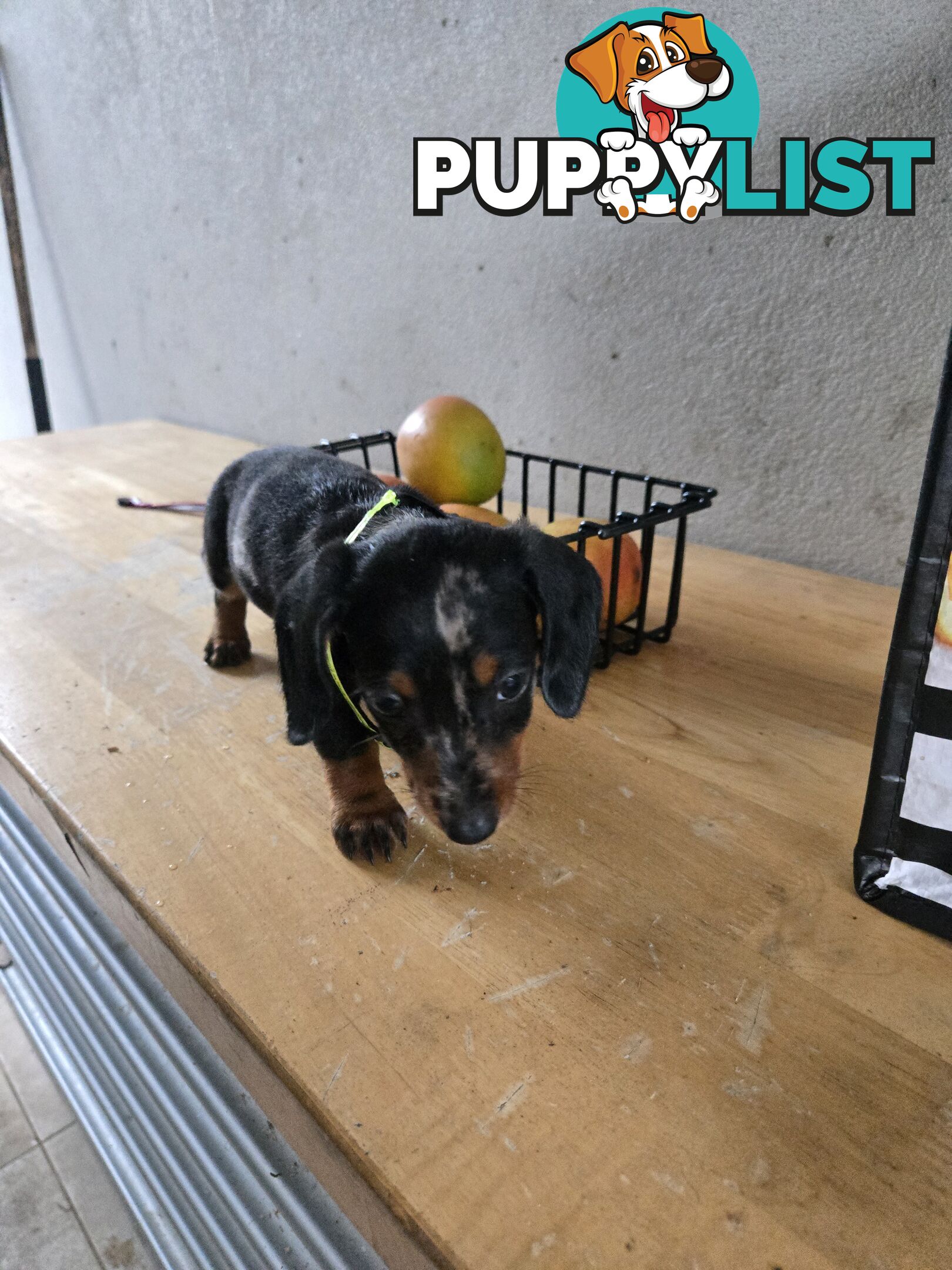 Miniture dachshunds looking for their forever homes