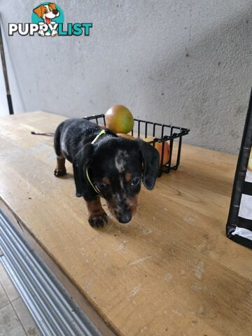 Miniture dachshunds looking for their forever homes