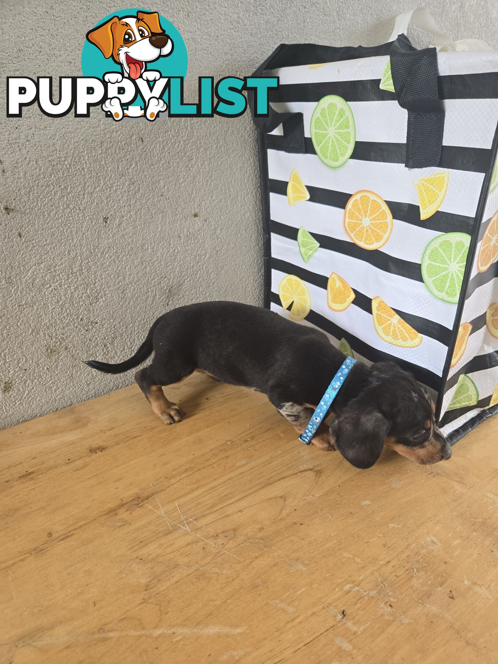 Miniture dachshunds looking for their forever homes