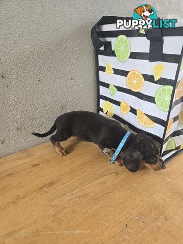 Miniture dachshunds looking for their forever homes