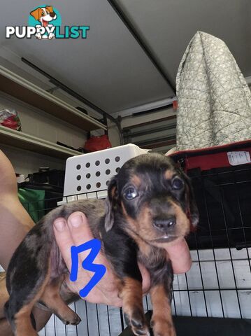 Miniture dachshunds looking for their forever homes