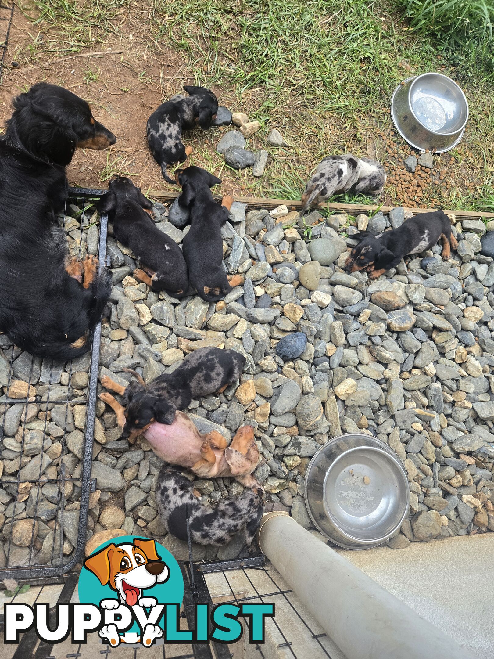 Miniture dachshunds looking for their forever homes