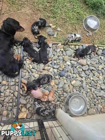 Miniture dachshunds looking for their forever homes
