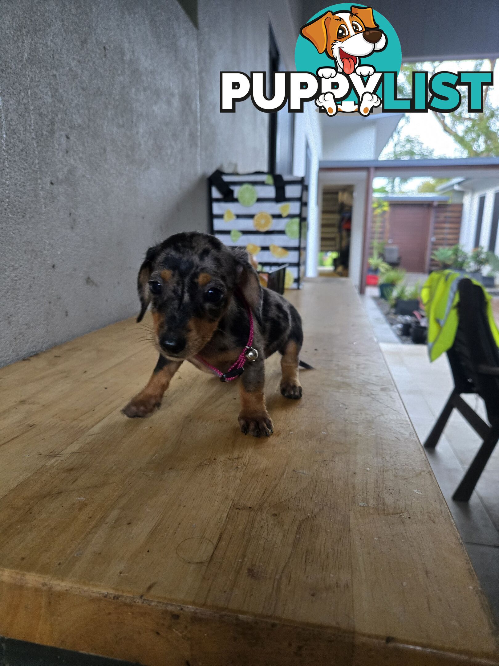 Miniture dachshunds looking for their forever homes
