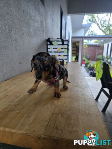Miniture dachshunds looking for their forever homes