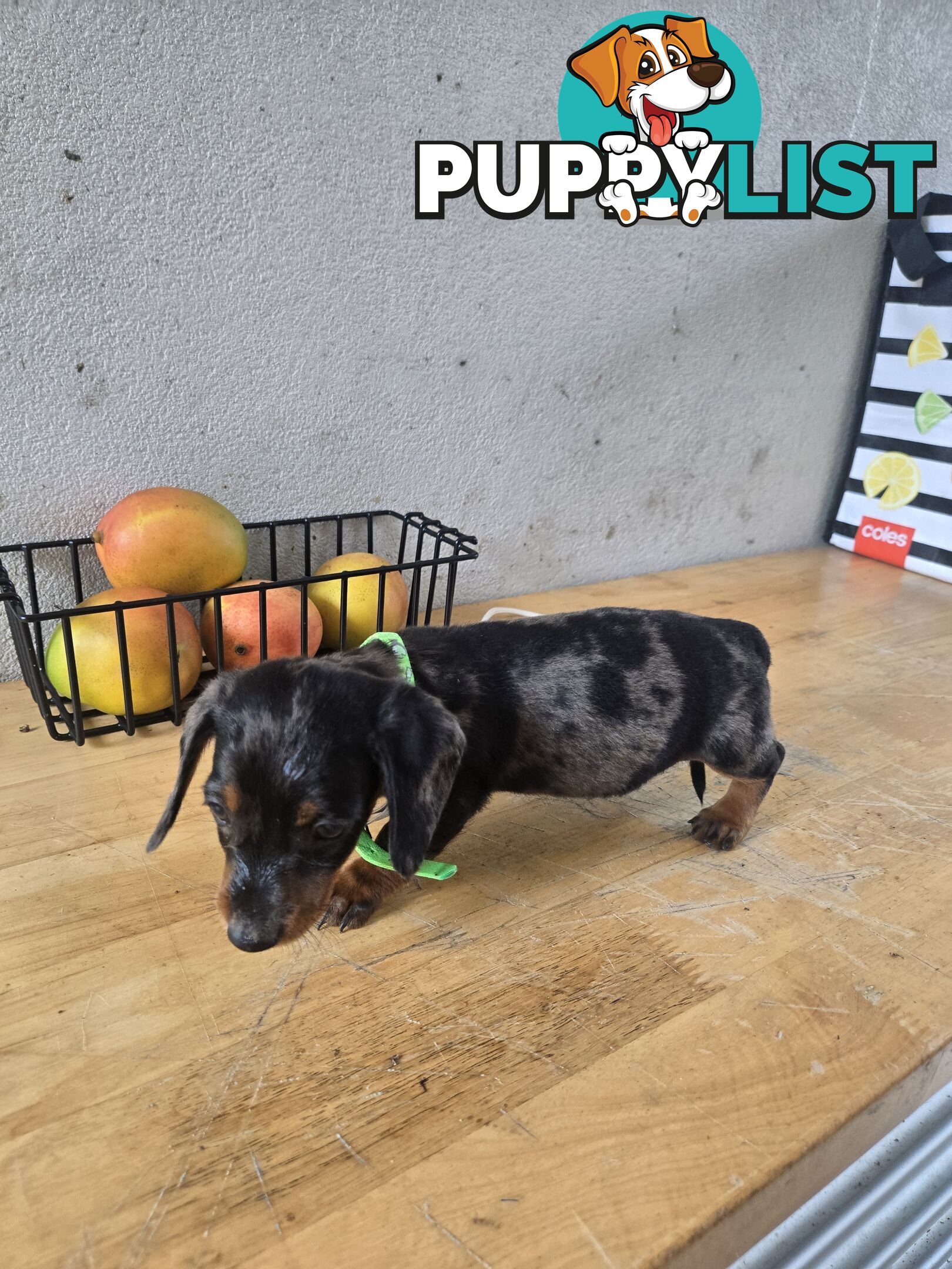 Miniture dachshunds looking for their forever homes