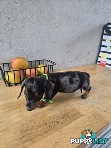 Miniture dachshunds looking for their forever homes