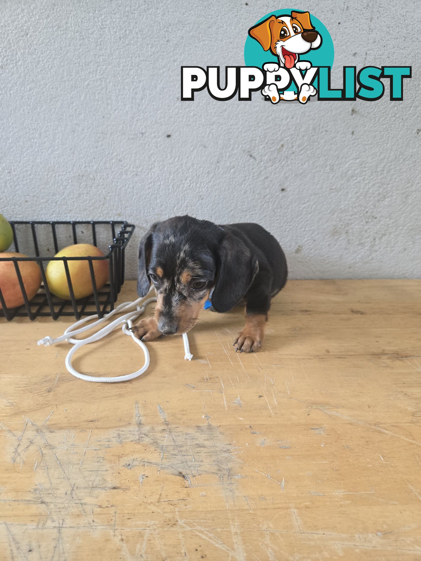 Miniture dachshunds looking for their forever homes