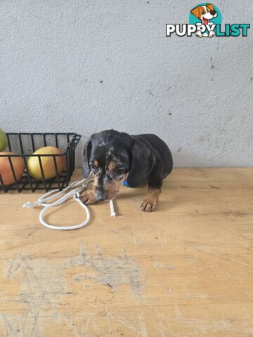 Miniture dachshunds looking for their forever homes