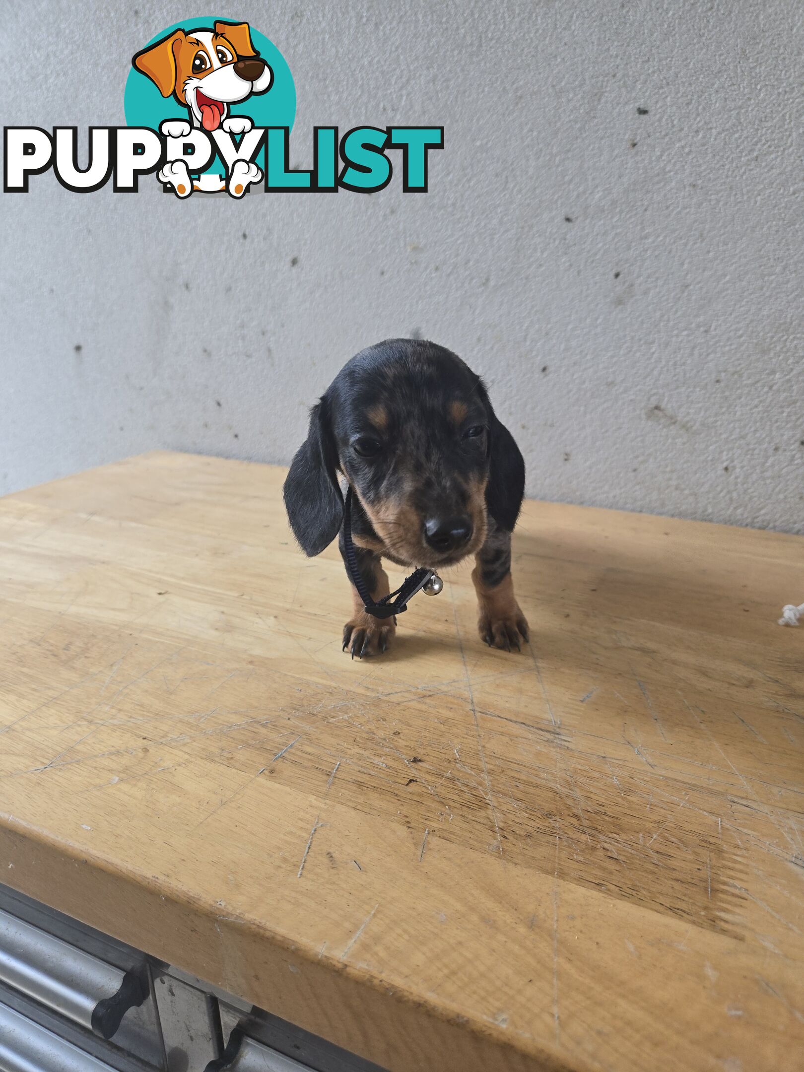 Miniture dachshunds looking for their forever homes