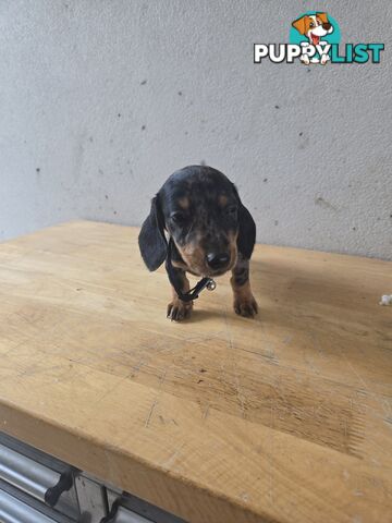 Miniture dachshunds looking for their forever homes