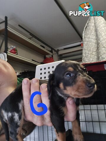 Miniture dachshunds looking for their forever homes