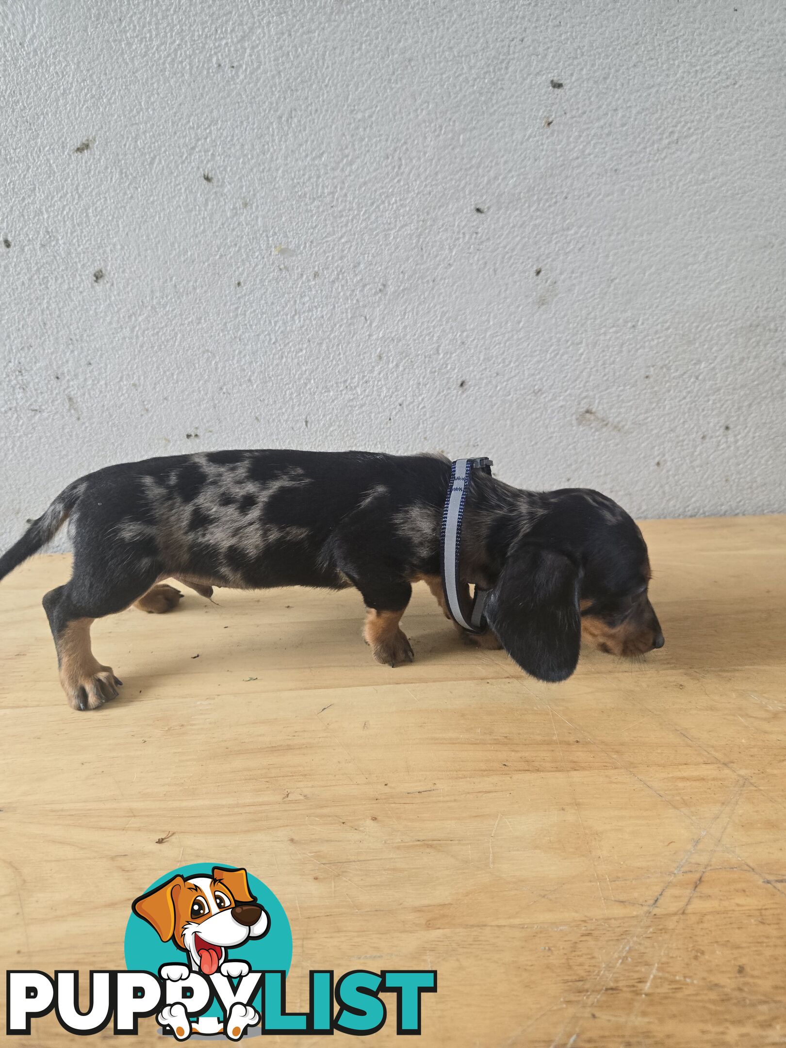 Miniture dachshunds looking for their forever homes