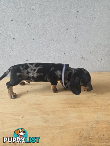 Miniture dachshunds looking for their forever homes