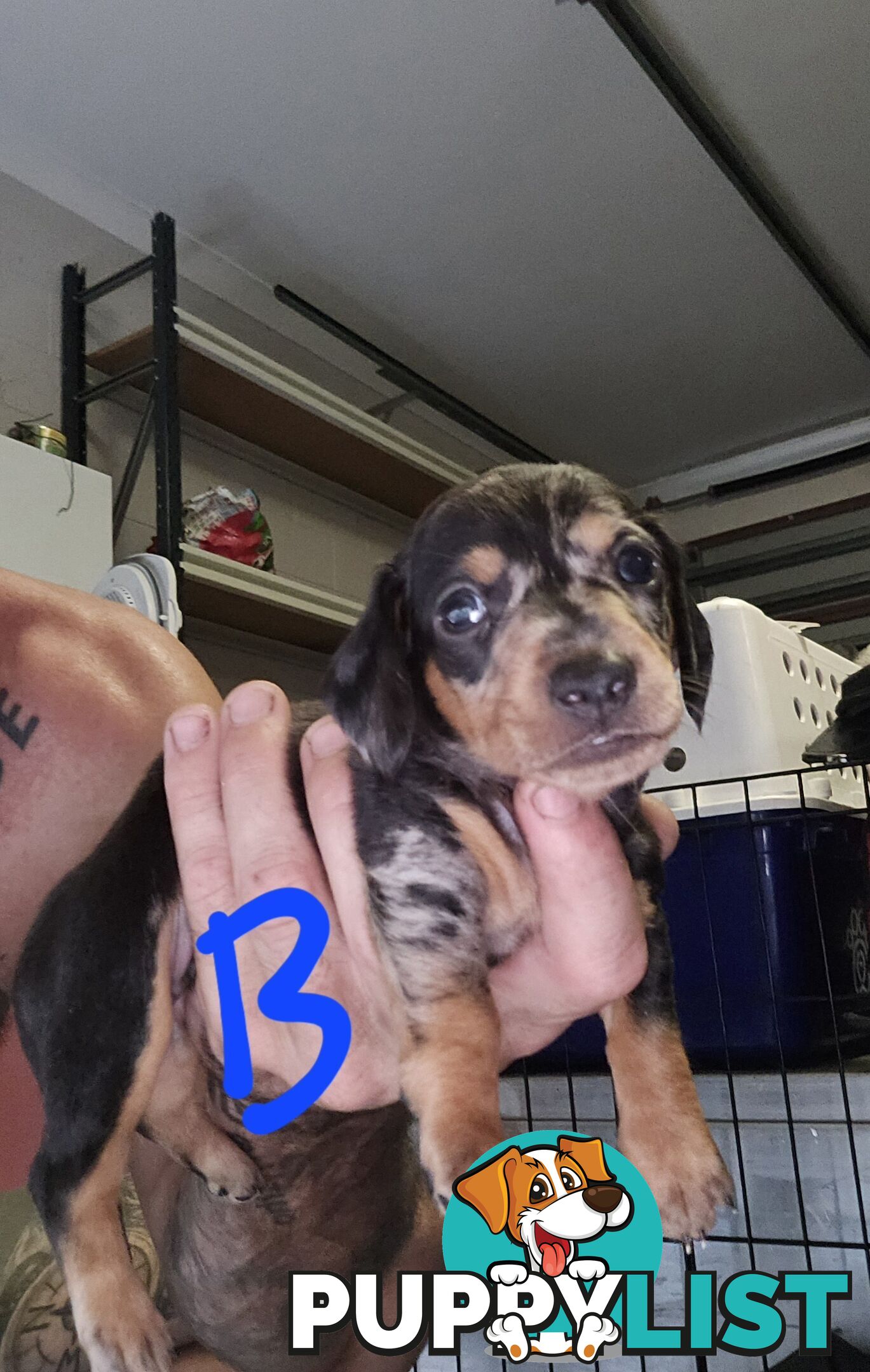 Miniture dachshunds looking for their forever homes