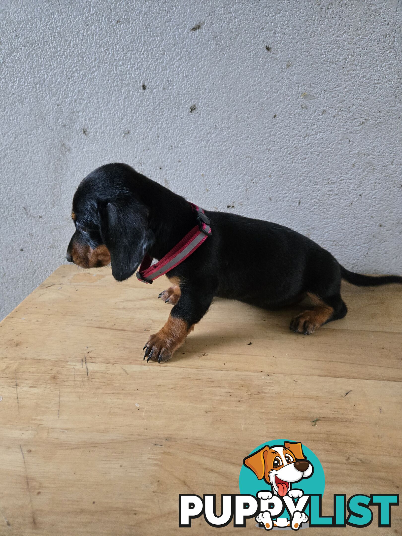 Miniture dachshunds looking for their forever homes