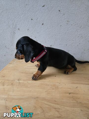 Miniture dachshunds looking for their forever homes