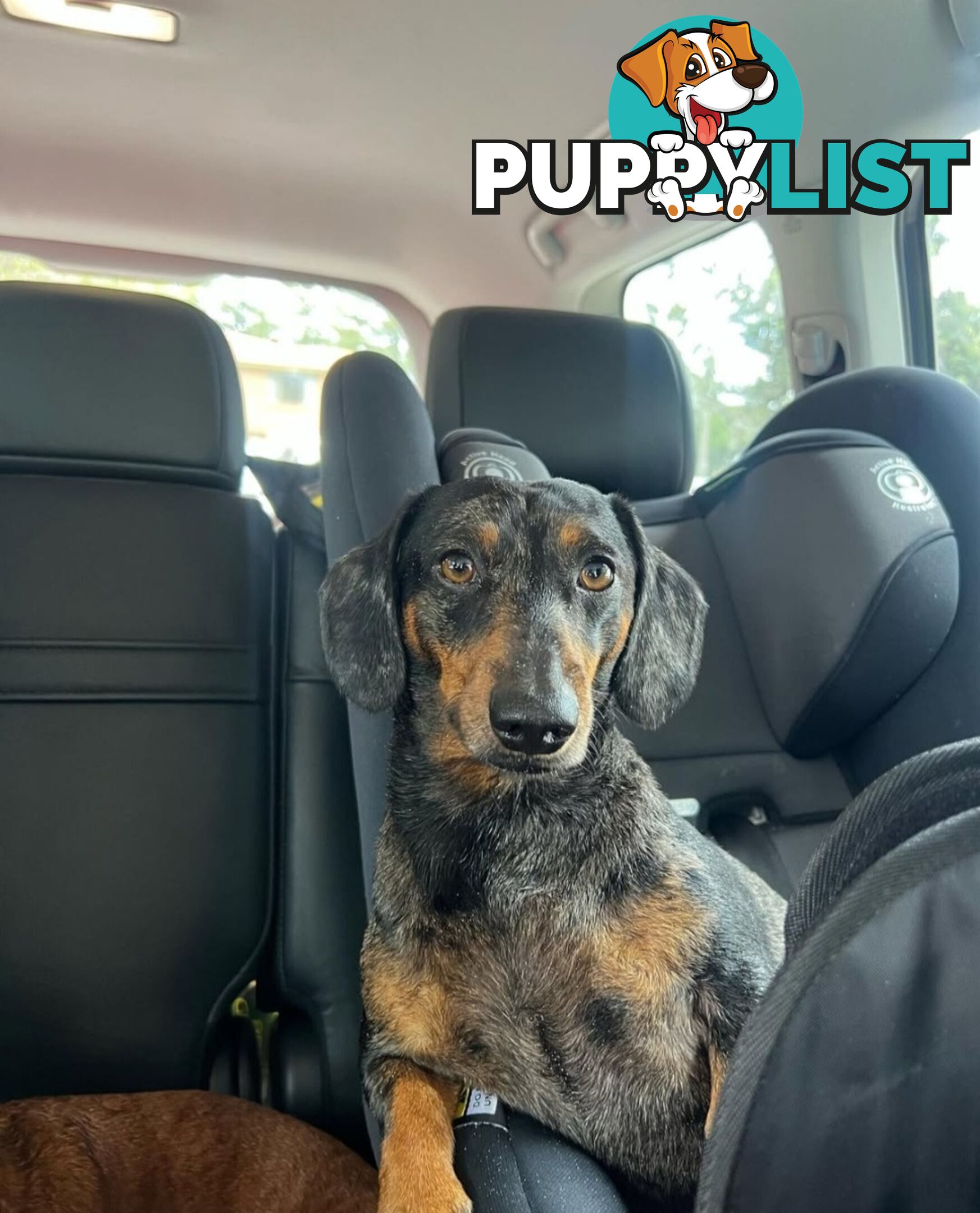 Miniture dachshunds looking for their forever homes