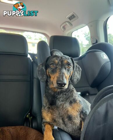 Miniture dachshunds looking for their forever homes