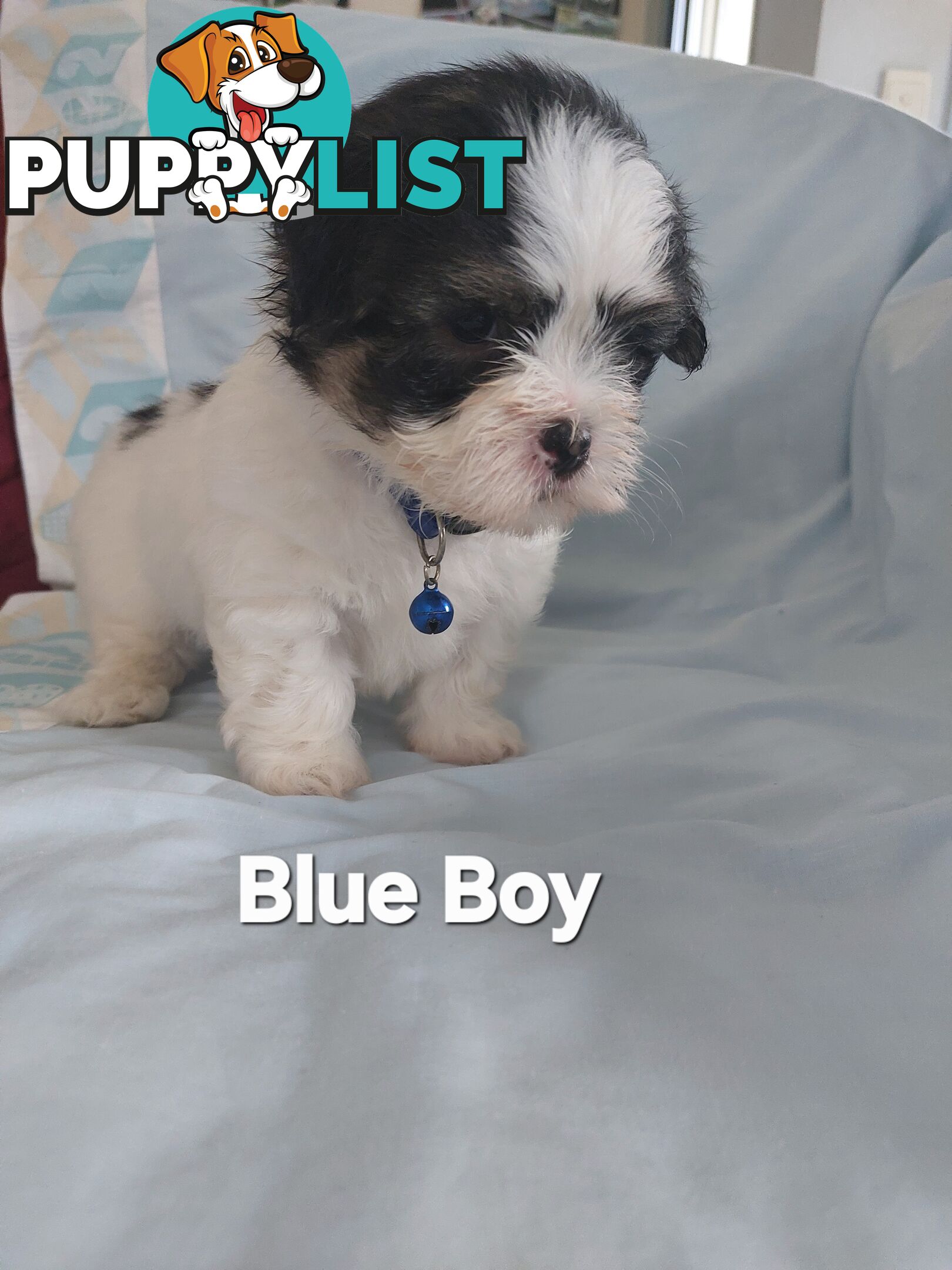 Amazing Maltese Shitzu Puppies