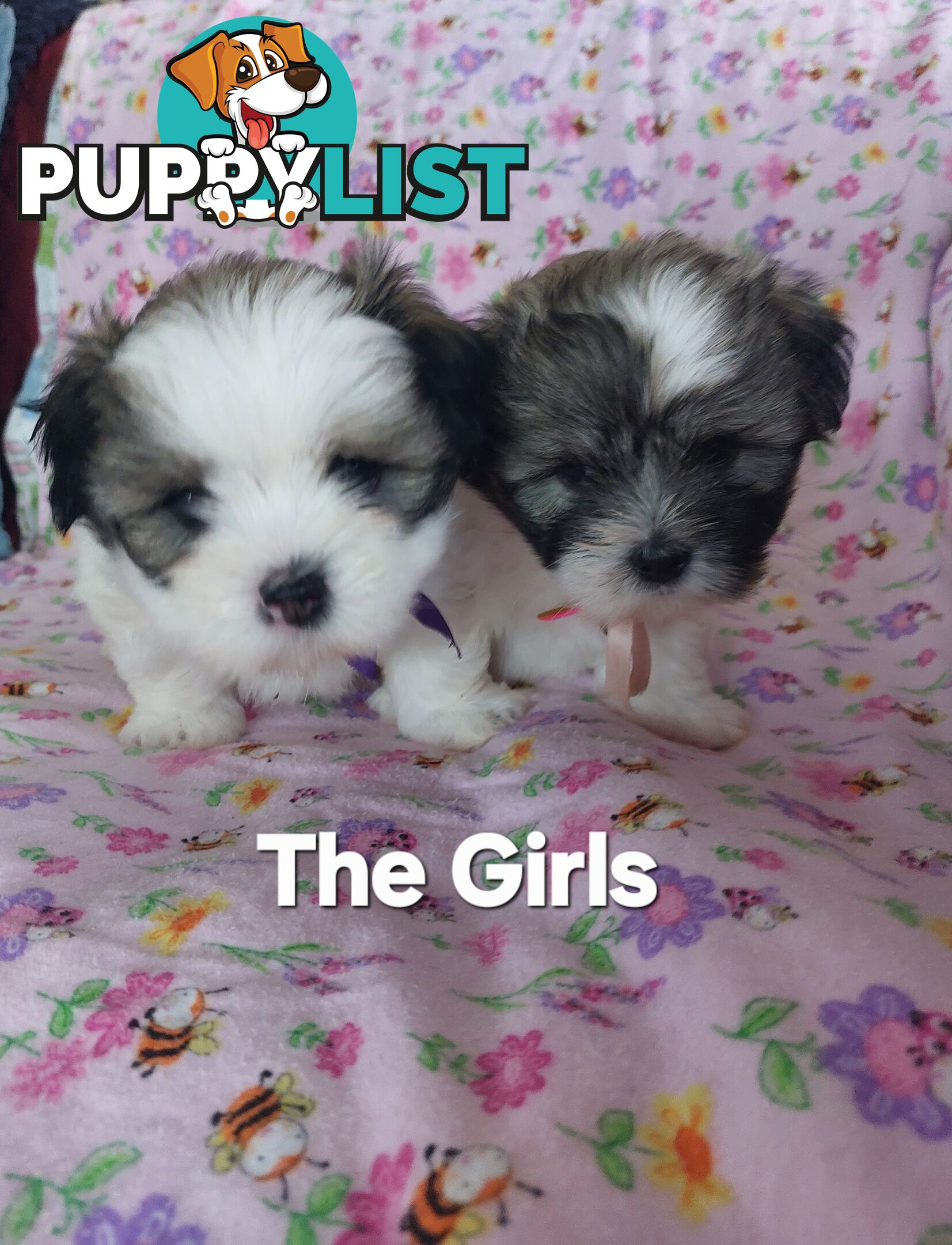 Amazing Maltese Shitzu Puppies