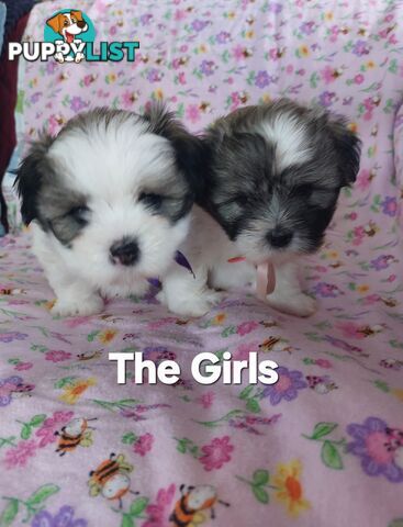 Amazing Maltese Shitzu Puppies