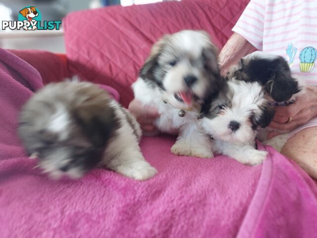 Amazing Maltese Shitzu Puppies